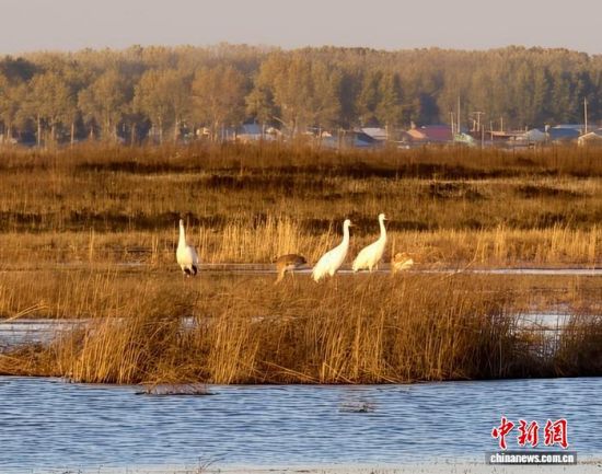 �ؚw�QȺ�ġ�С��(����)�����˰��QȺ�w�����r �z