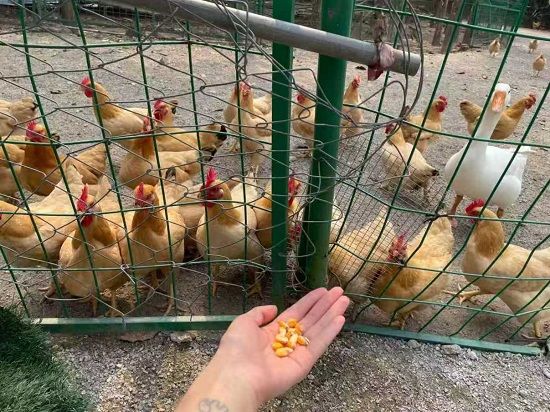 庭院經(jīng)濟養(yǎng)殖 庭院經(jīng)濟養(yǎng)殖